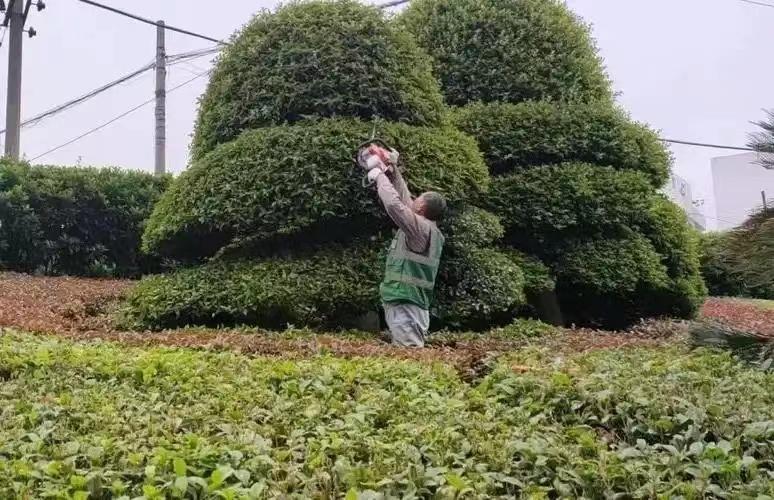 綠化養(yǎng)護1